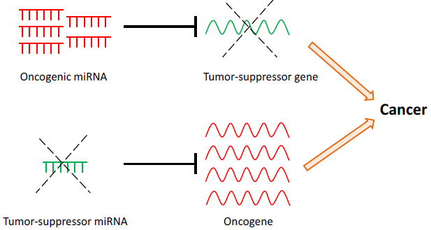 Figure 1. Normal to cancer.